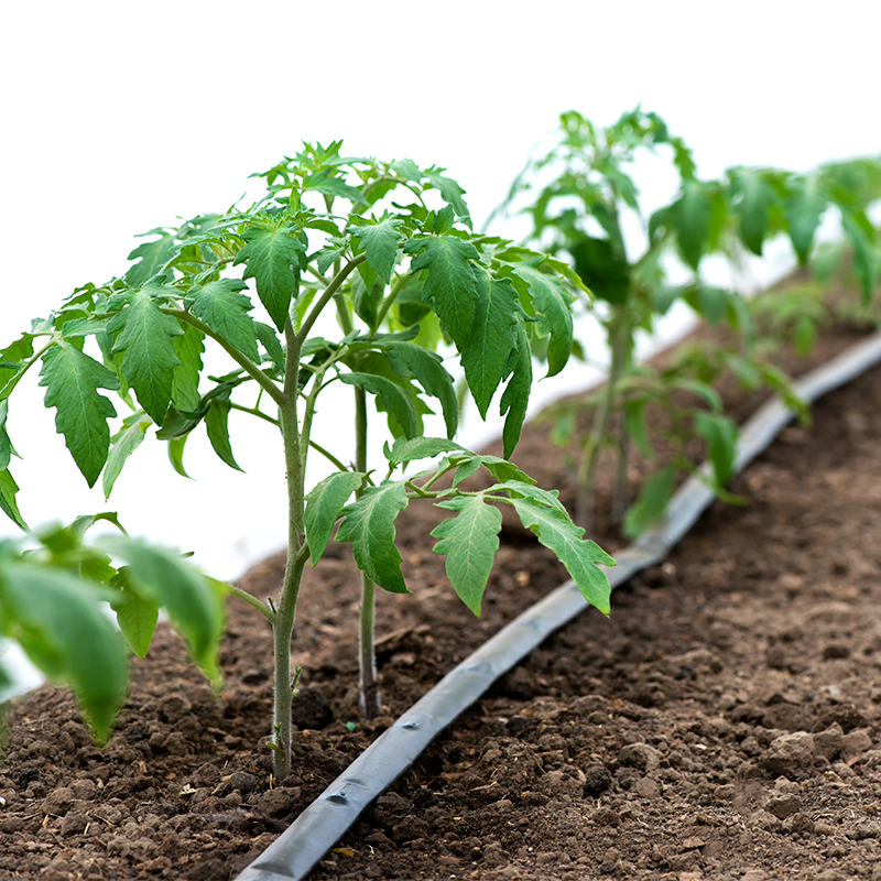 Pandora 16mm 6mil 7mil 8mil Orchard Irrigation Watering Agricultural Drip Irrigation Equipment For Tree Plant Garden and Farm